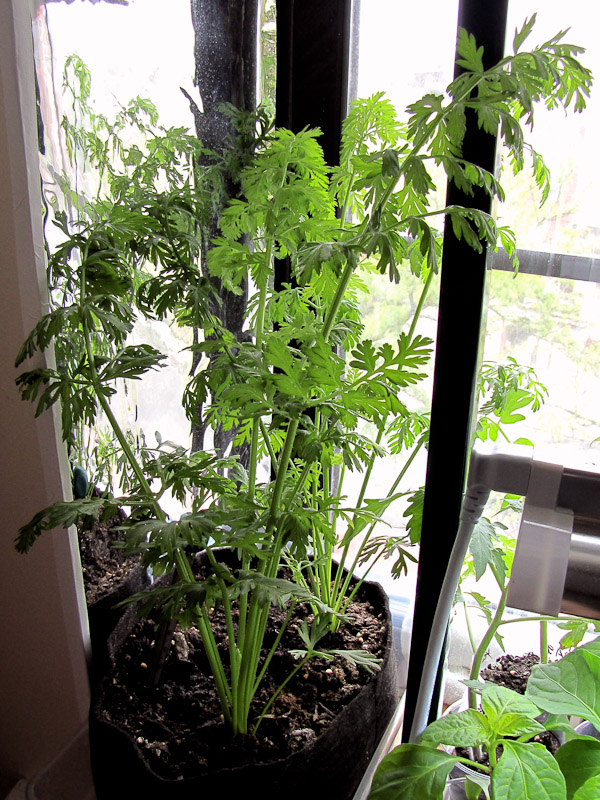 Indoor Vegetable Gardening Harvest: Carrots | Bucolic Bushwick - A ...