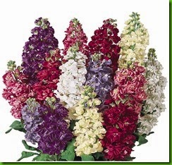 Matthiola incana
