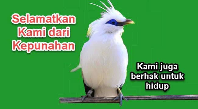 Dapatkan Inspirasi Untuk Contoh  Poster  Tentang Tumbuhan 