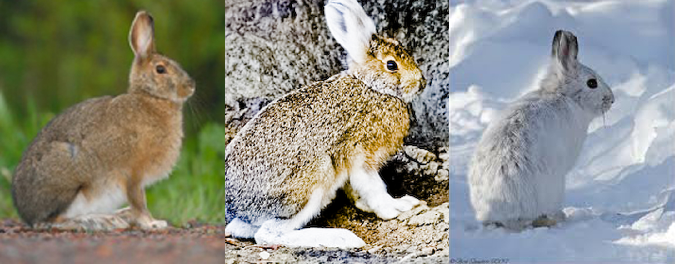 Animal Adaptation - Boreal Forest - eLecturepk