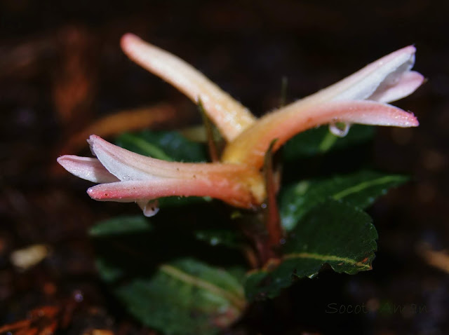 Goodyera biflora