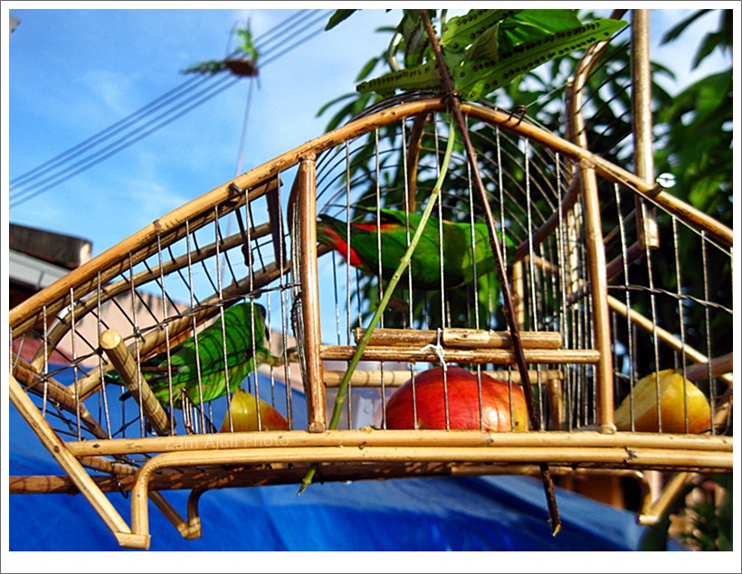  Gambar  Foto Hewan gambar  sangkar burung  serindit 