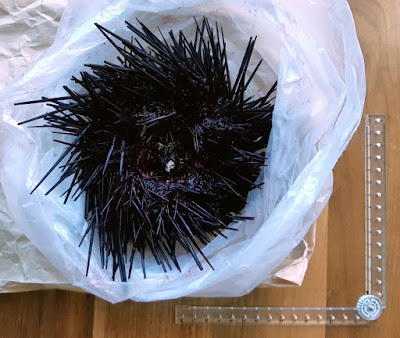 Unopened sea urchin