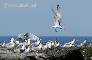 Llegada de los Pingüinos y los Gaviotines Sudamericanos. Para empezar la Primavera