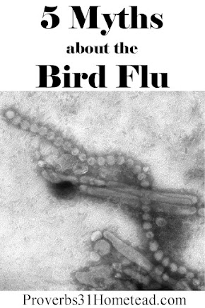 5 Myths about the Bird Flu