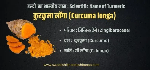 turmeric scientific name in Hindi haldi