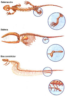 Resultado de imagen de organos vestigiales