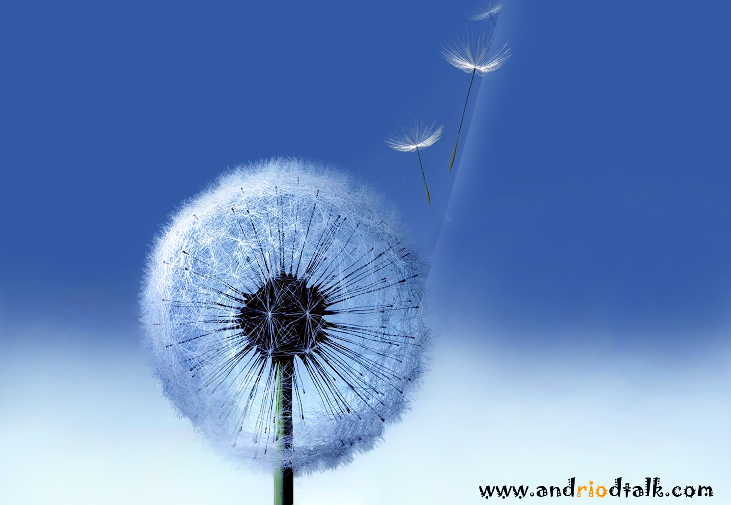 ... Dandelion live HD animated wallpaper android apk | Android Talkative