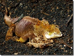 3-iguane1