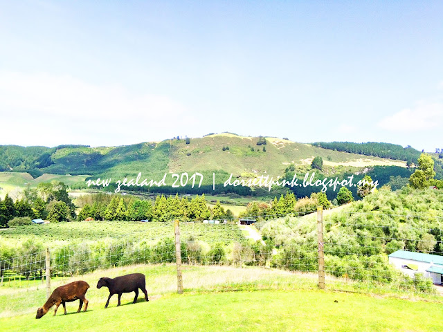 http://dorsettpink.blogspot.com/2017/04/travelog-new-zealand-2017-agrodome.html