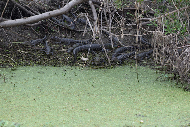 Lake Apopka North Shore