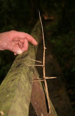 Giant-Stick-Insect