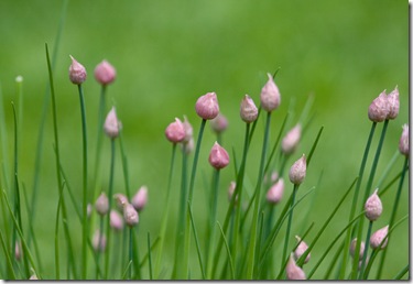 Chives2_May2011
