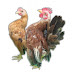 Serama, ayam Malaysia yang mempesona