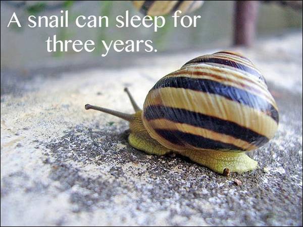 A Snail can Sleep for three years.
