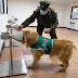 Carabineros entrena perros para detectar personas con covid-19