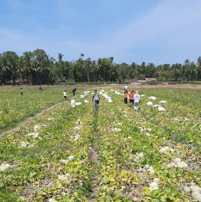 Menelisik Hasil Panen Semangka dan Melon Petani Klayar