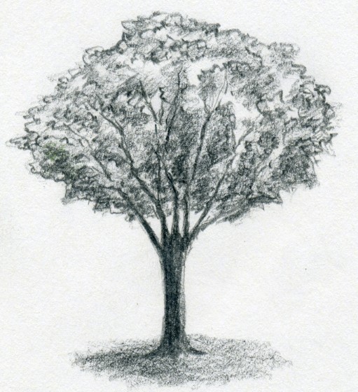 Persiapan dan Instruksi Tes Gambar Pohon dalam Psikologi