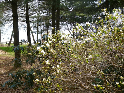 Late April first bloom of white azaleas at BRG Port Credit.