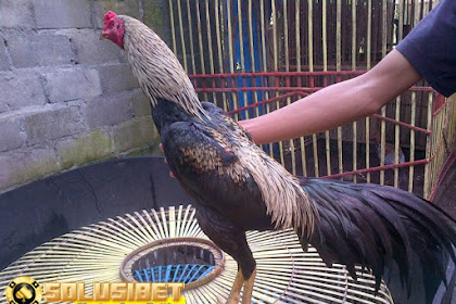 Menyilangkan Ayam Pakhoy dengan Ayam Bangkok