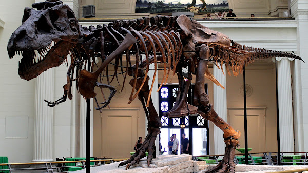 T Rex Chicago Field Museum