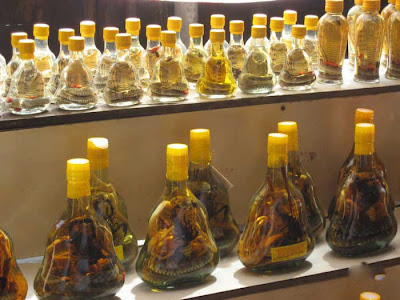 Snake Wine Seen On CoolPictureGallery.blogspot.com Or www.CoolPictureGallery.com