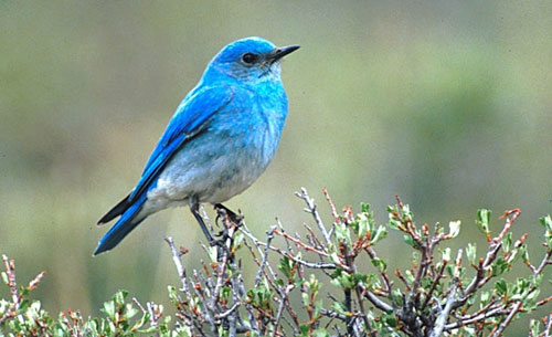 Blue Bird