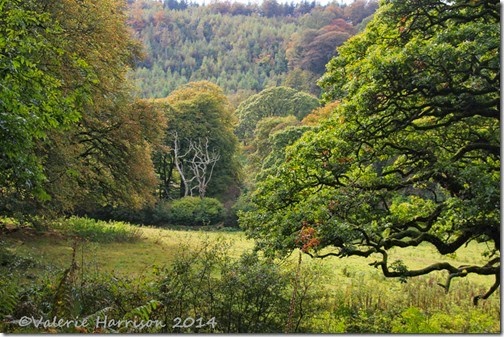 1-autumn-trees