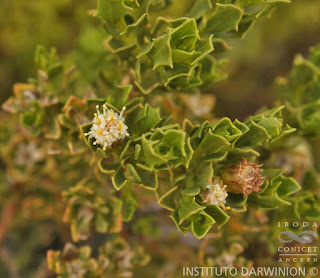 Tola lejía (Baccharis tola)