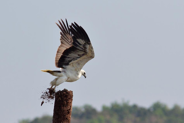 Sea-Eagle