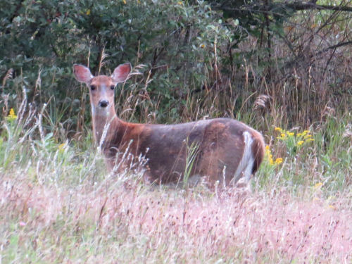 dark colored deer