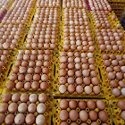 Agen Telur Ayam Ras di Jakarta Pusat
