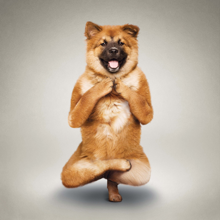 Funny Dogs Yoga Calendar ~ PModels