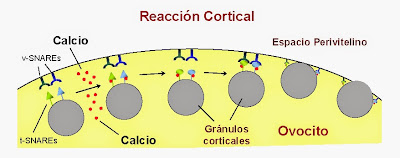 Resultado de imagen para GRÁNULOS CORTICALES