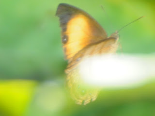 Kinabalu Bush Brown (Mycalesis marginata)?