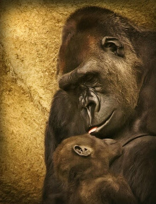Mothers love Animals Love Picture