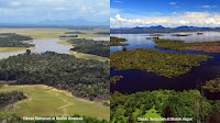 Uniknya Danau Sentarum di Kalimantan, Hanya Muncul ketika Musim Hujan - Borneo Fan