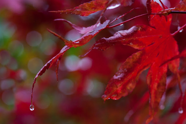 automne-arbre-feuilles-pluie-ce-que-je-n-aime-pas-en-automne