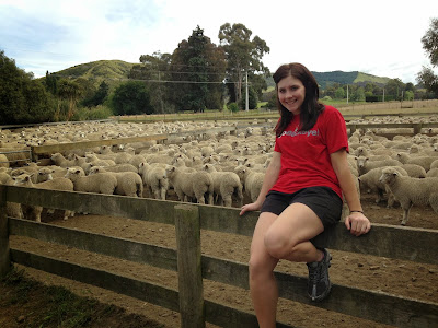 Sheep in New Zealand