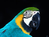 Beautiful Birds Desktop Wallpapers