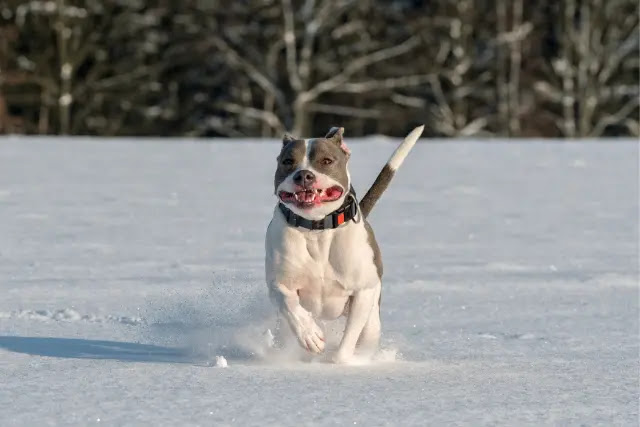 a-quel-age-se-calme-un-staffordshire-bull-terrier-1