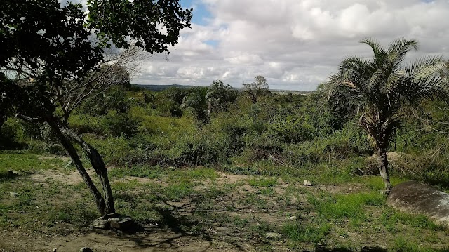 A VEGETAÇÃO EM PERNAMBUCO ESTÁ DIVIDIA EM QUATRO TIPOS, ENTRE ELAS, A CAATINGA