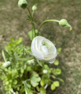 ラナンキュラスの開花