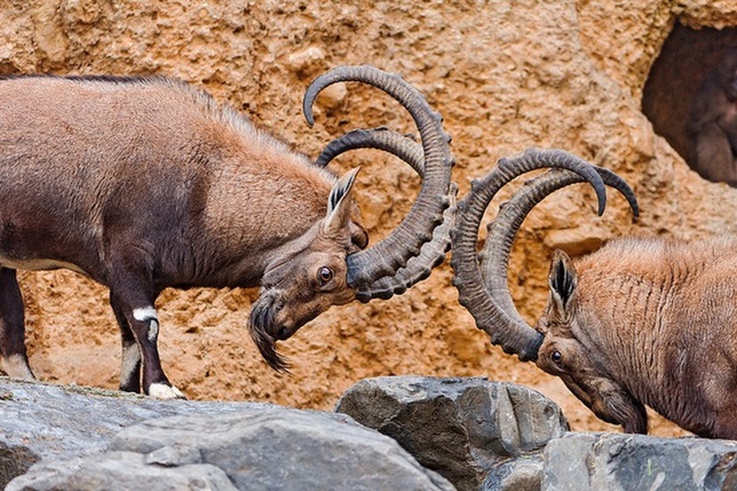 Research Explains the Persistent Disconnect Between Sales and Marketing