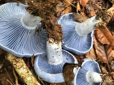 Mushroom Cultivation Training In Chittoor