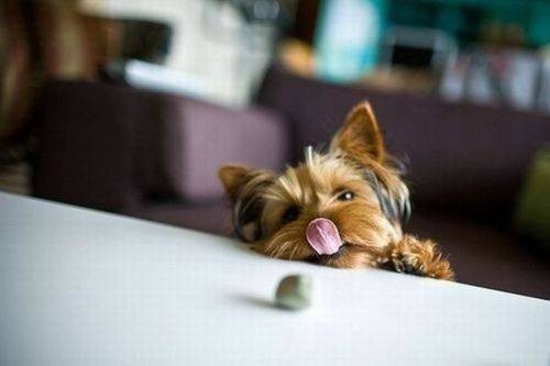adorable-pups-17