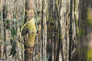 Four Holes Swamp at Audubon's Francis Beidler Forest by Mark Musselman