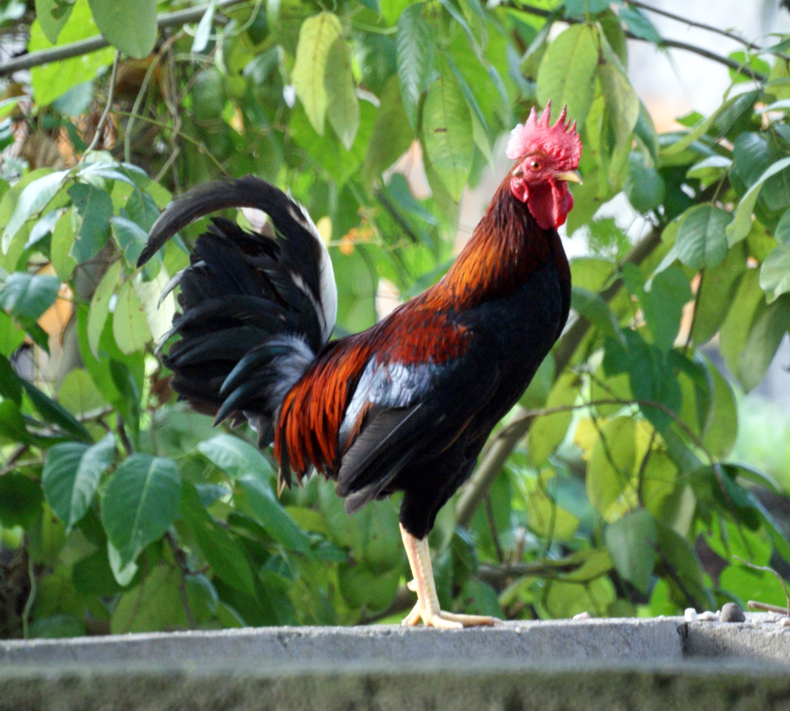  Gambar  Ayam  Ngampus Ciri Hutan  Merah Burgo Contoh Fisik 