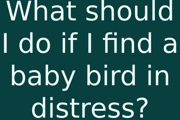 What should I do if I find a baby bird in distress?