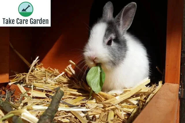 coelho comendo verdura